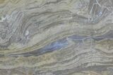 Devonian Stromatolite Slice - Orkney, Scotland #61079-1